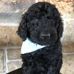 Meet your Posher, Dolly